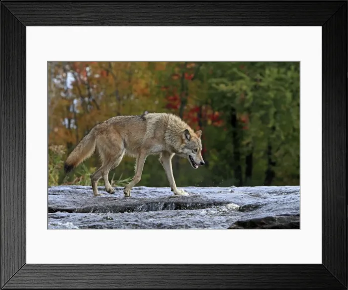 Framed Print : Picture No. 10894294 Framed Print : Picture No. 10894294