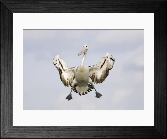 Framed Print : Picture No. 10894301 Framed Print : Picture No. 10894301