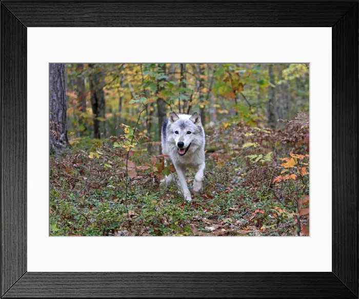 Framed Print : Picture No. 10894296 Framed Print : Picture No. 10894296
