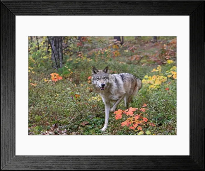 Framed Print : Picture No. 10894295 Framed Print : Picture No. 10894295