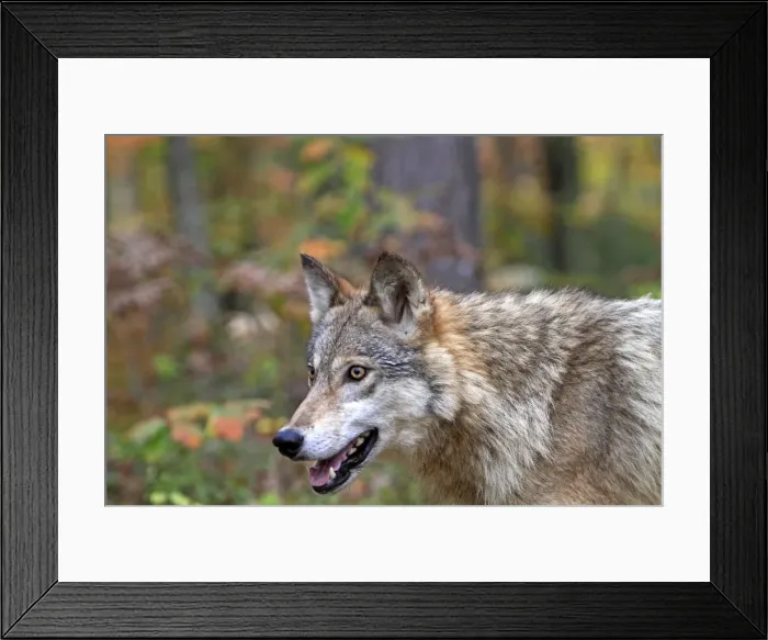 Framed Print : Picture No. 10894297 Framed Print : Picture No. 10894297