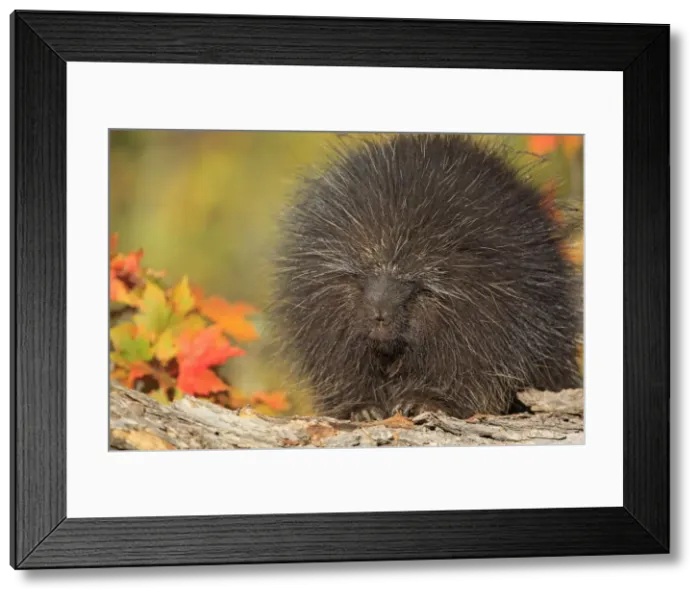 Framed Print : Picture No. 10894316 Framed Print : Picture No. 10894316