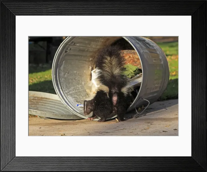 Framed Print : Picture No. 10894314 Framed Print : Picture No. 10894314