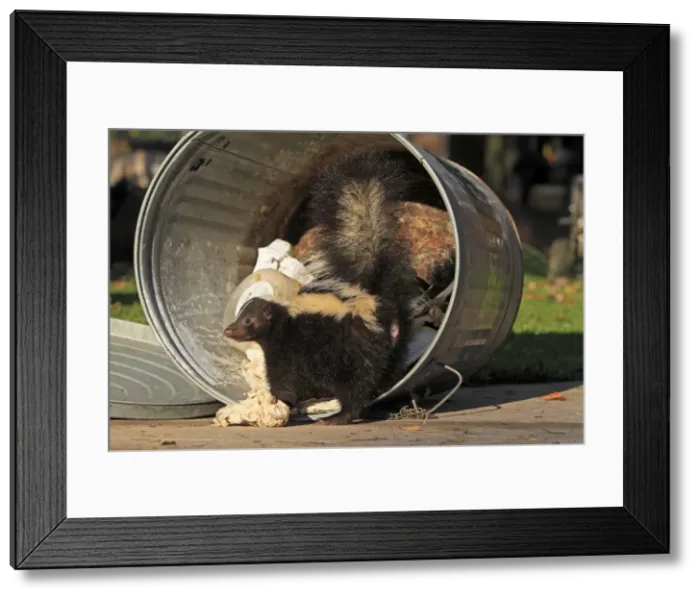 Framed Print : Picture No. 10894315 Framed Print : Picture No. 10894315
