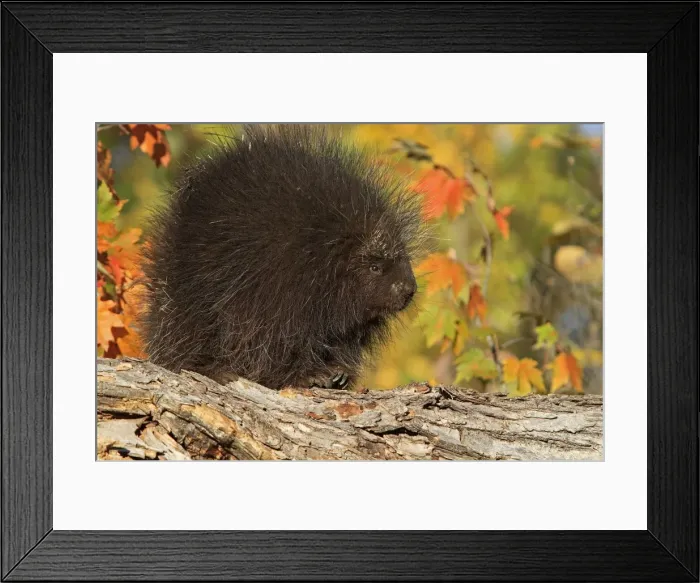 Framed Print : Picture No. 10894318 Framed Print : Picture No. 10894318