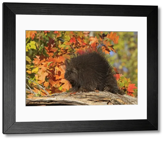 Framed Print : Picture No. 10894319 Framed Print : Picture No. 10894319