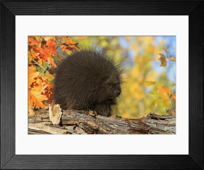 Framed Print : Picture No. 10894320 Framed Print : Picture No. 10894320