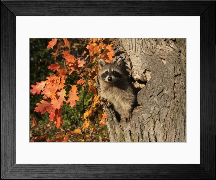 Framed Print : Picture No. 10894324 Framed Print : Picture No. 10894324