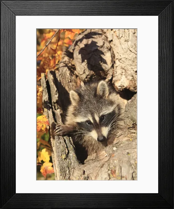 Framed Print : Picture No. 10894322 Framed Print : Picture No. 10894322