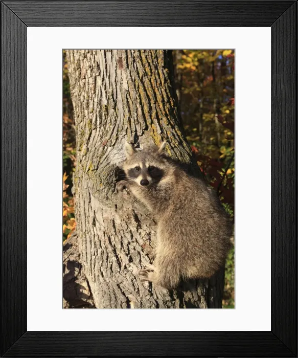 Framed Print : Picture No. 10894325 Framed Print : Picture No. 10894325