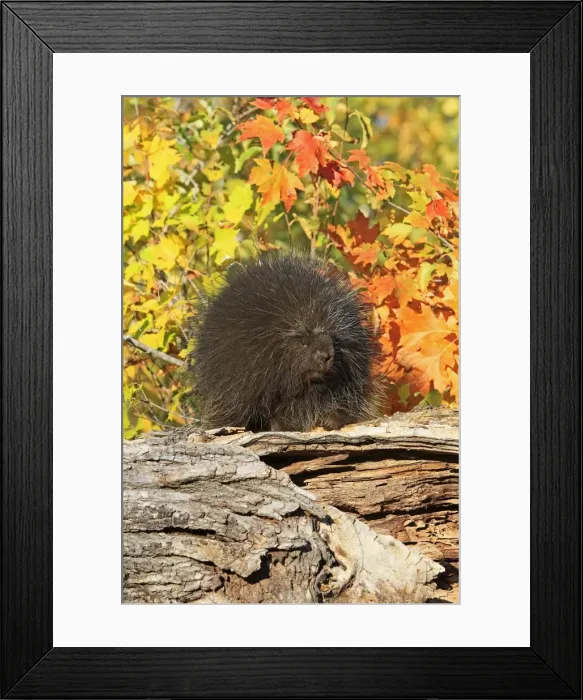 Framed Print : Picture No. 10894321 Framed Print : Picture No. 10894321