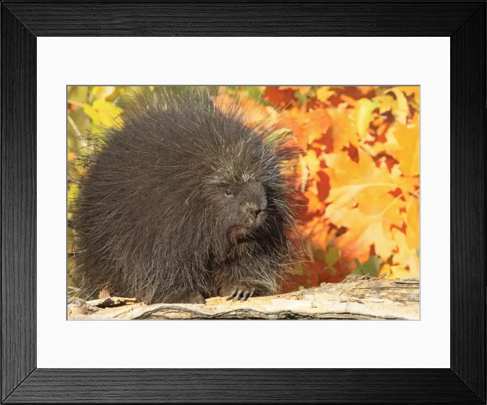 Framed Print : Picture No. 10894317