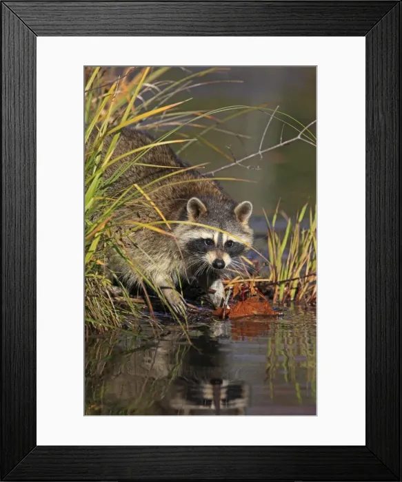 Framed Print : Picture No. 10894327 Framed Print : Picture No. 10894327