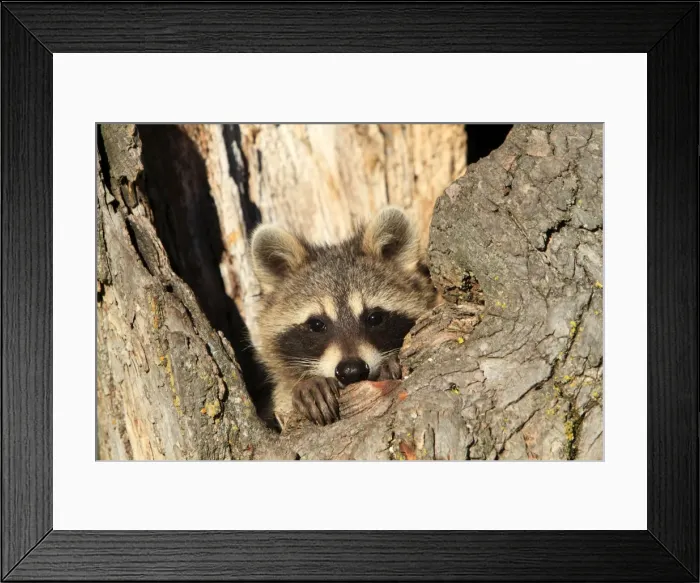 Framed Print : Picture No. 10894329 Framed Print : Picture No. 10894329