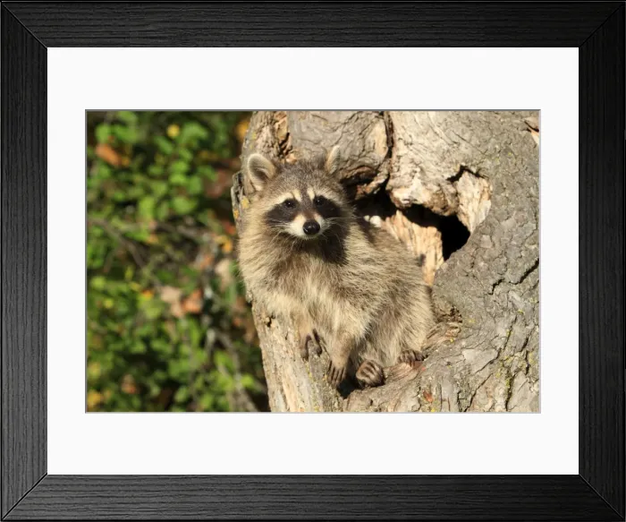 Framed Print : Picture No. 10894331 Framed Print : Picture No. 10894331