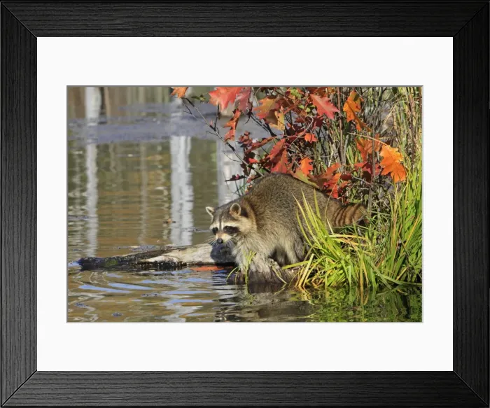 Framed Print : Picture No. 10894332 Framed Print : Picture No. 10894332