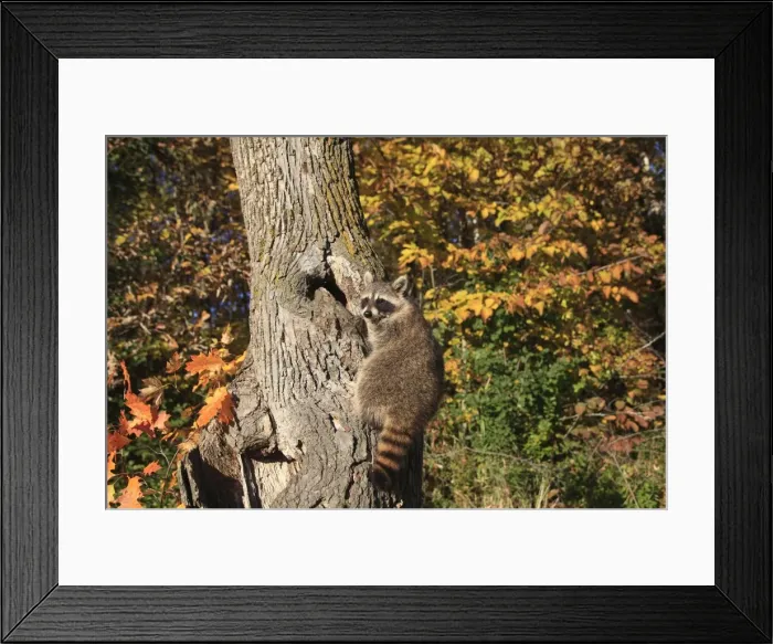 Framed Print : Picture No. 10894326 Framed Print : Picture No. 10894326