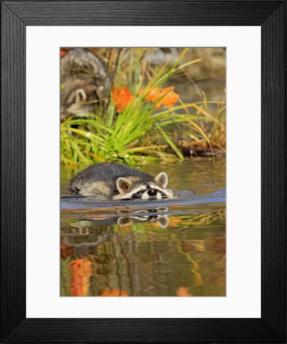 Framed Print : Picture No. 10894334 Framed Print : Picture No. 10894334