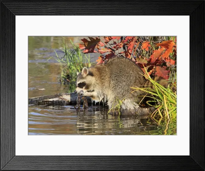 Framed Print : Picture No. 10894333 Framed Print : Picture No. 10894333