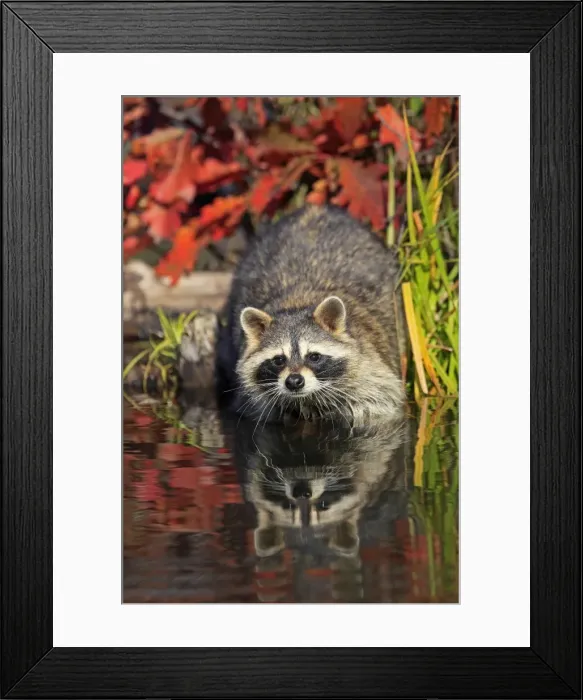 Framed Print : Picture No. 10894328 Framed Print : Picture No. 10894328