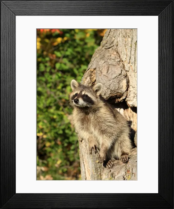 Framed Print : Picture No. 10894330 Framed Print : Picture No. 10894330