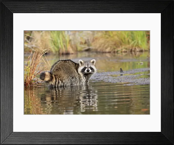 Framed Print : Picture No. 10894335 Framed Print : Picture No. 10894335