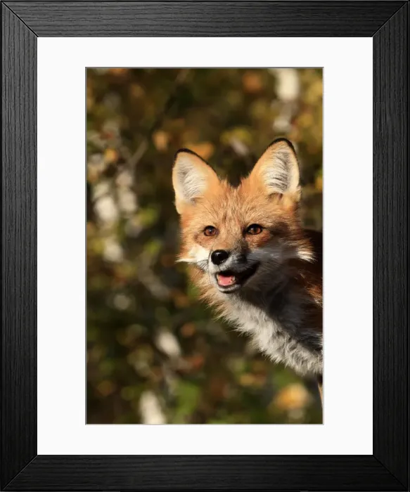 Framed Print : Picture No. 10894341 Framed Print : Picture No. 10894341