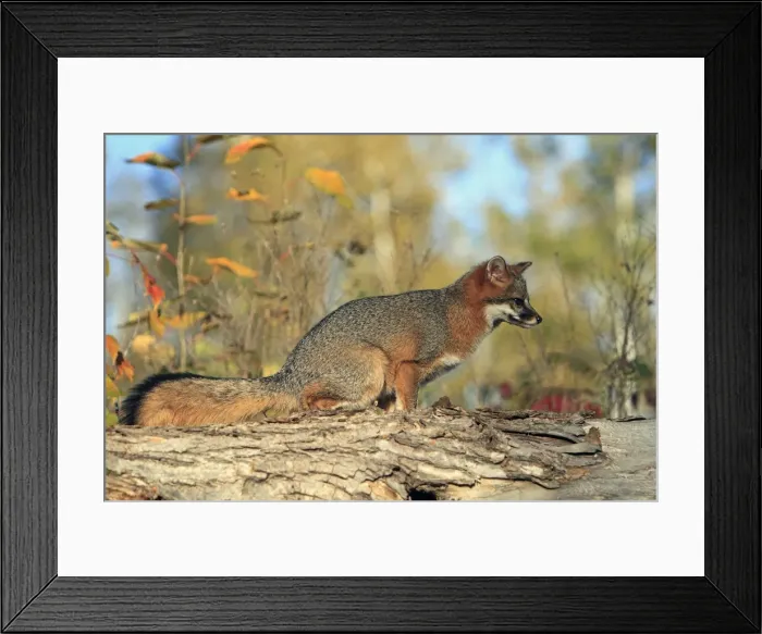 Framed Print : Picture No. 10894337 Framed Print : Picture No. 10894337