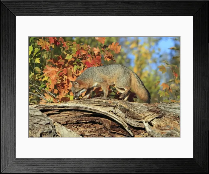 Framed Print : Picture No. 10894336