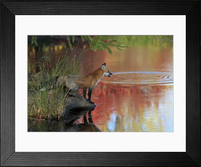Framed Print : Picture No. 10894346 Framed Print : Picture No. 10894346
