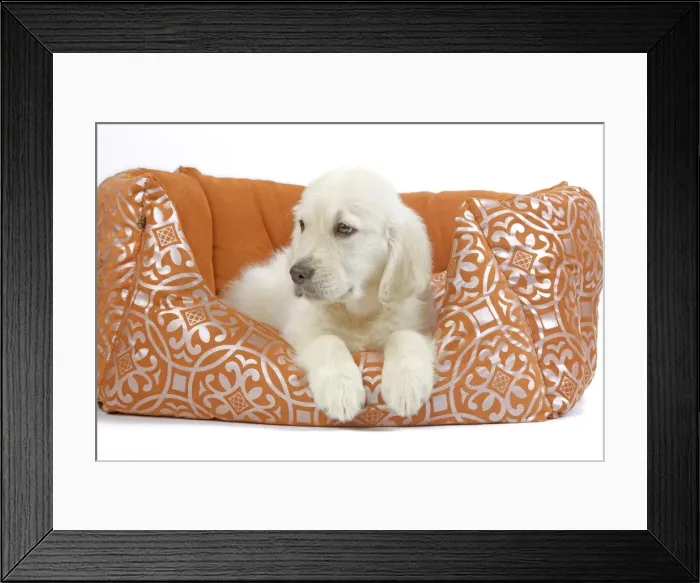 Framed Print : Picture No. 10894348