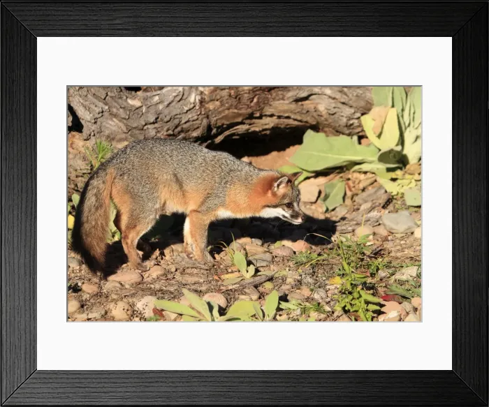 Framed Print : Picture No. 10894338