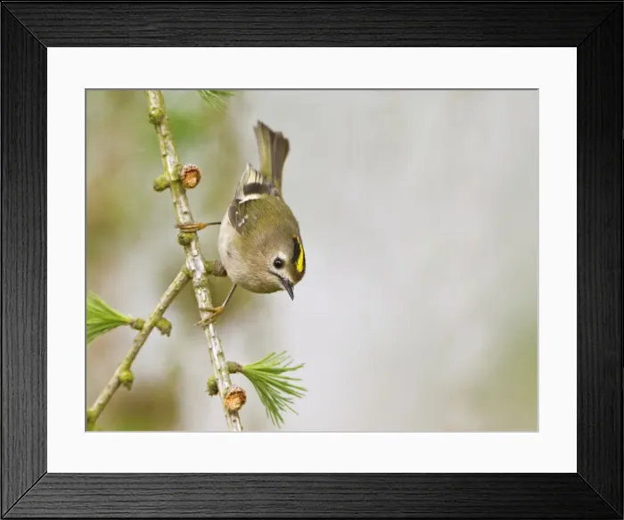 Framed Print : Picture No. 10894354 Framed Print : Picture No. 10894354