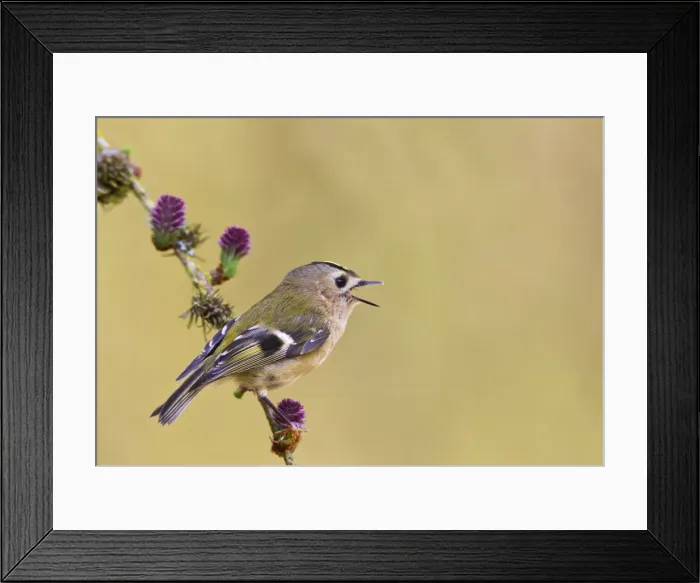 Framed Print : Picture No. 10894353 Framed Print : Picture No. 10894353