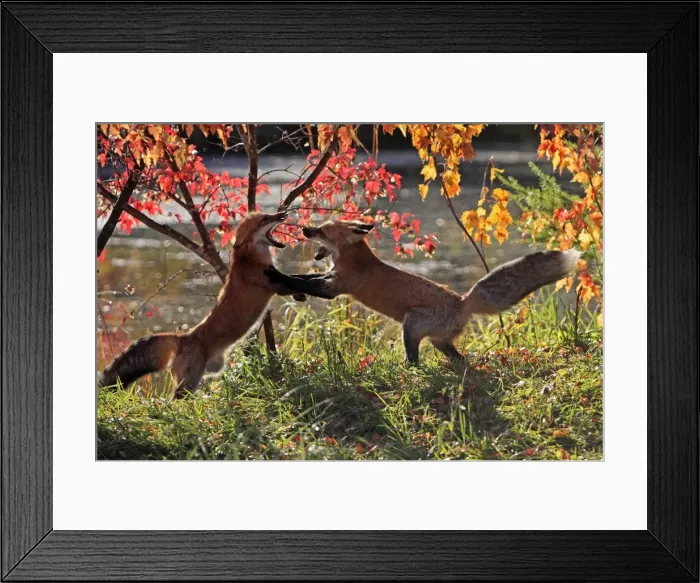 Framed Print : Picture No. 10894349 Framed Print : Picture No. 10894349