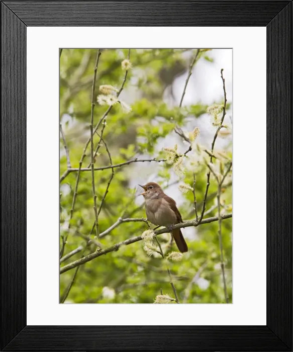 Framed Print : Picture No. 10894352 Framed Print : Picture No. 10894352