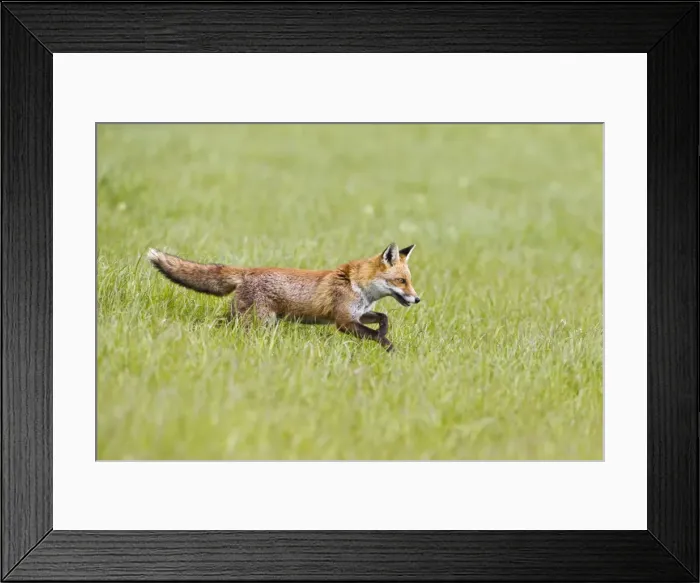 Framed Print : Picture No. 10894355 Framed Print : Picture No. 10894355