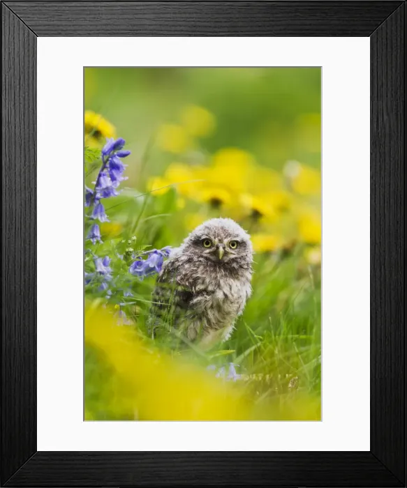 Framed Print : Picture No. 10894360 Framed Print : Picture No. 10894360