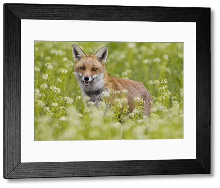 Framed Print : Picture No. 10894357 Framed Print : Picture No. 10894357