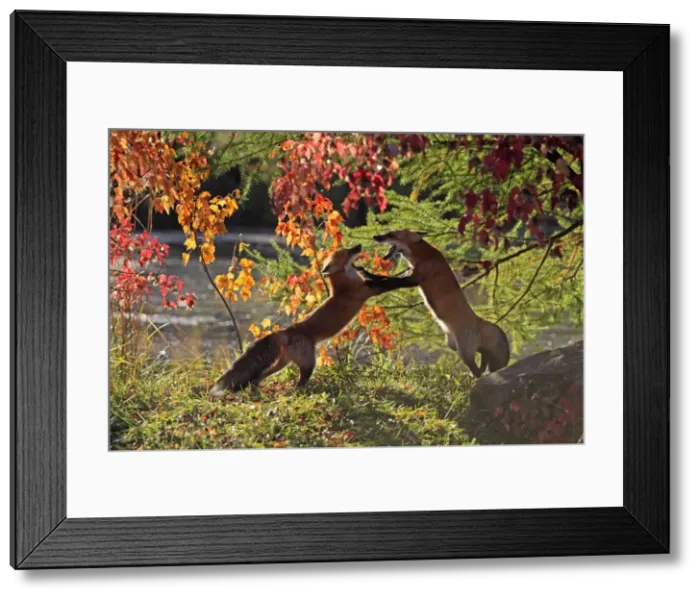 Framed Print : Picture No. 10894347 Framed Print : Picture No. 10894347