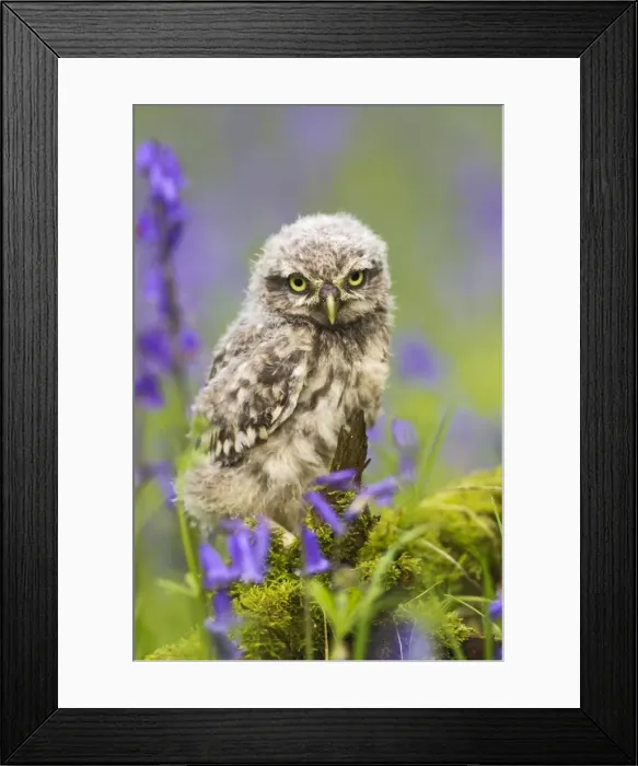 Framed Print : Picture No. 10894363