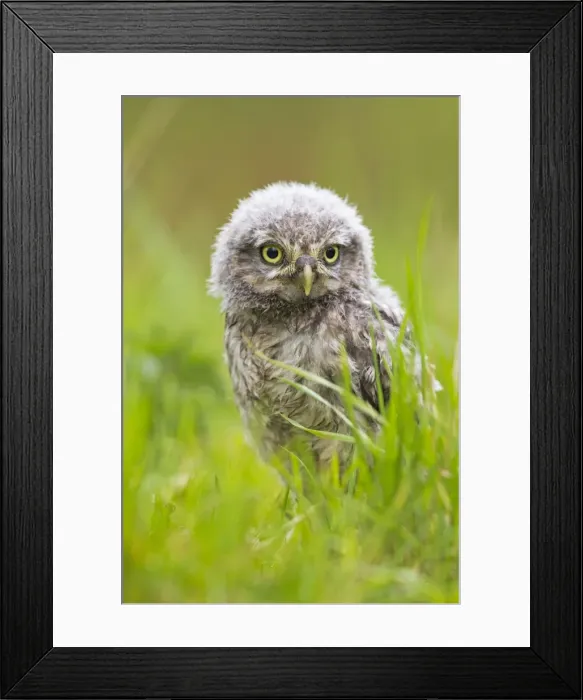 Framed Print : Picture No. 10894362 Framed Print : Picture No. 10894362