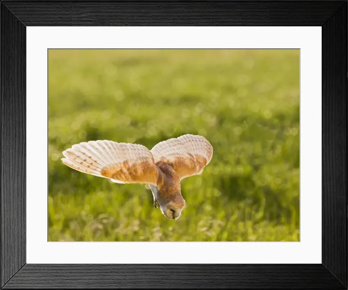 Framed Print : Picture No. 10894365 Framed Print : Picture No. 10894365