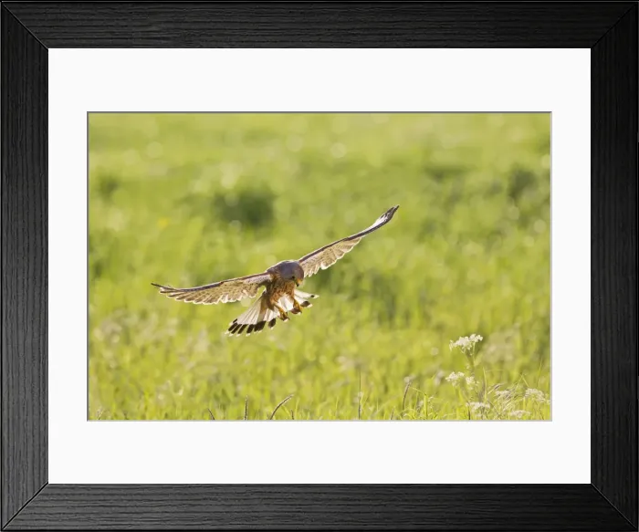 Framed Print : Picture No. 10894364 Framed Print : Picture No. 10894364