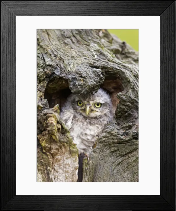 Framed Print : Picture No. 10894361 Framed Print : Picture No. 10894361