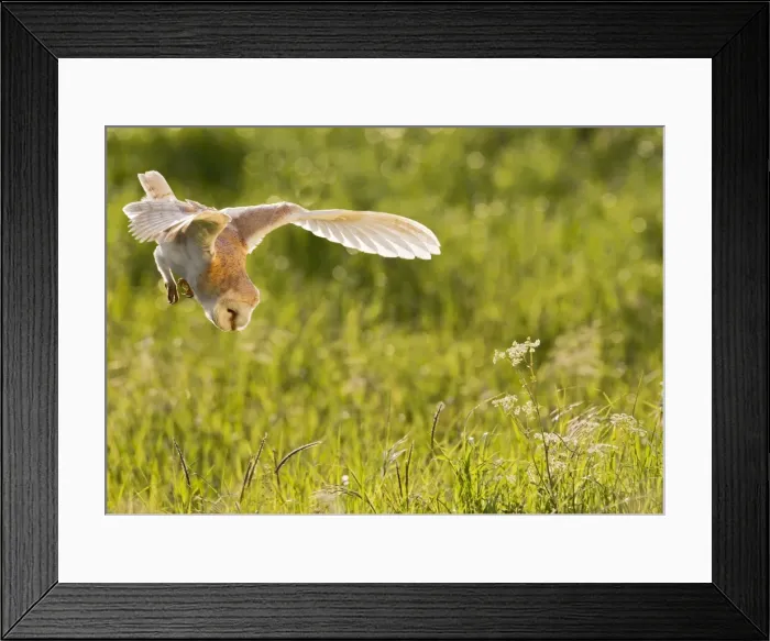 Framed Print : Picture No. 10894366 Framed Print : Picture No. 10894366