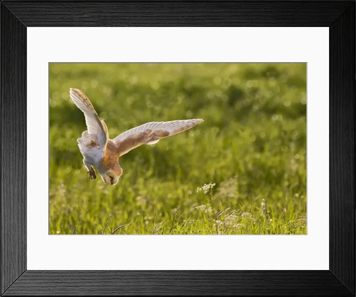 Framed Print : Picture No. 10894367 Framed Print : Picture No. 10894367