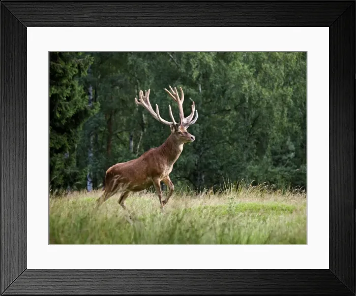 Framed Print : Picture No. 10891675 Framed Print : Picture No. 10891675