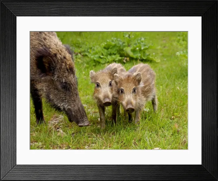 Framed Print : Picture No. 10891693 Framed Print : Picture No. 10891693