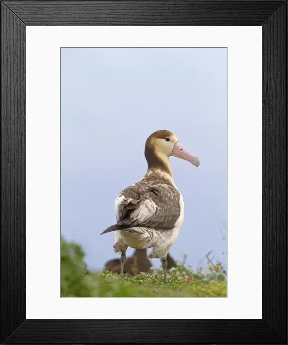 Framed Print : Picture No. 10891702